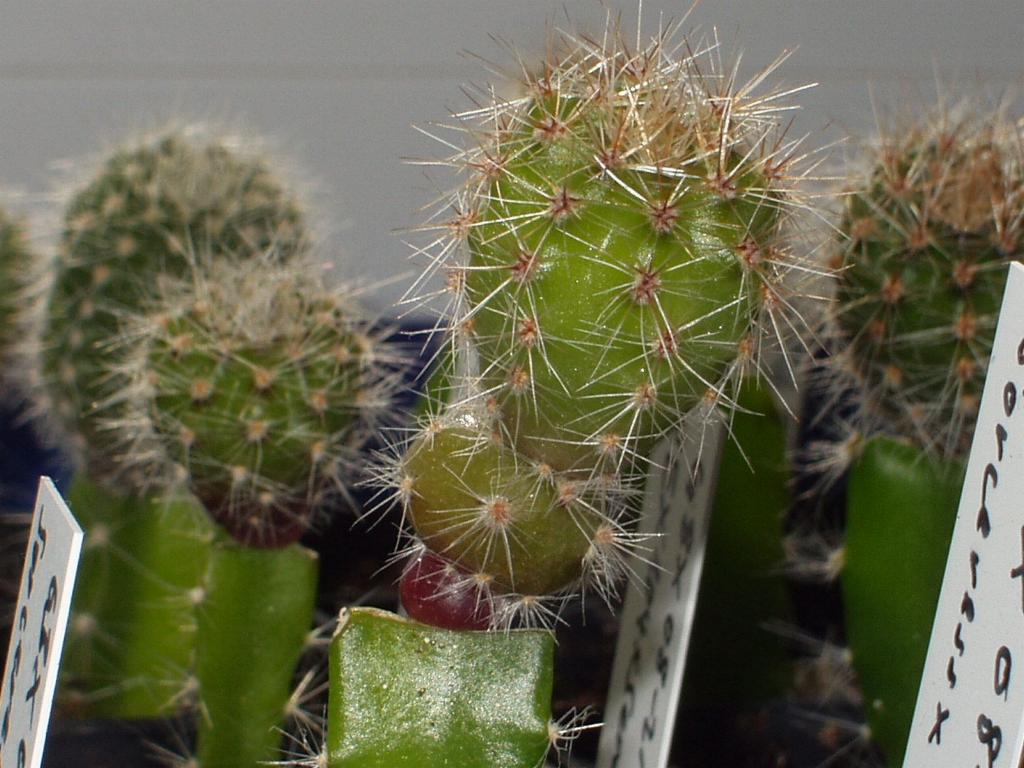 Eigene Echinopsis/Foto 2.jpg